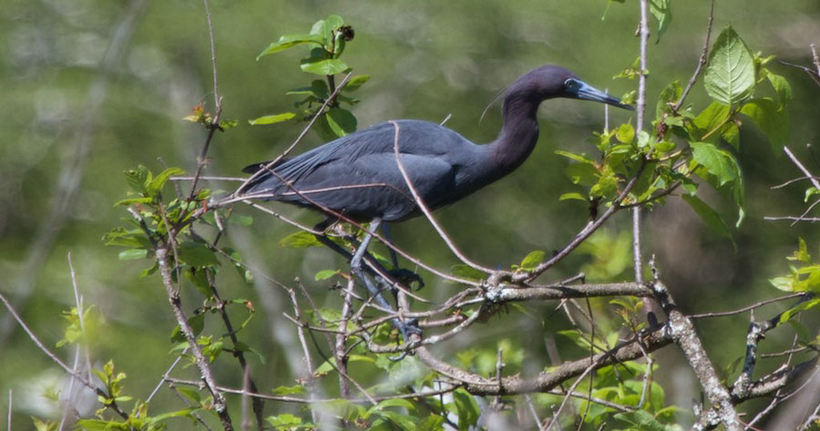 blue-heron-bird-lake-martin-lafayette-la