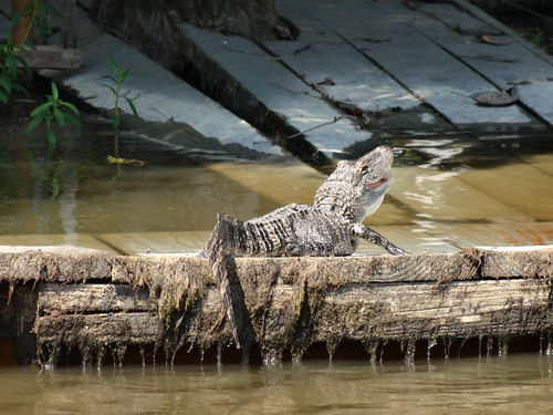 Alligator - Swamp Tours