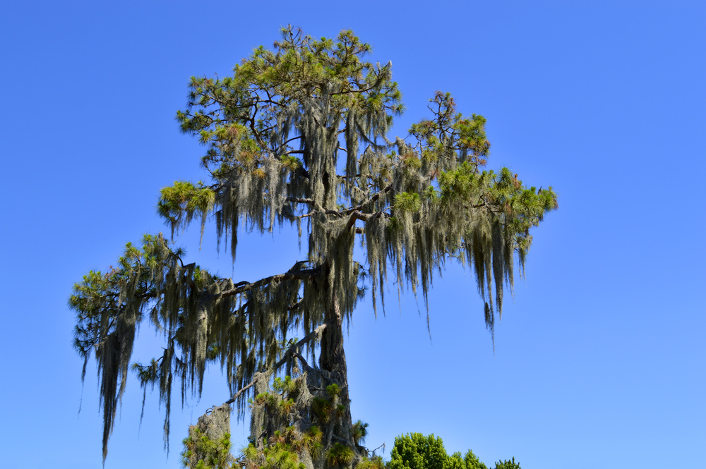 a tall swamp tree with a drooping canopy