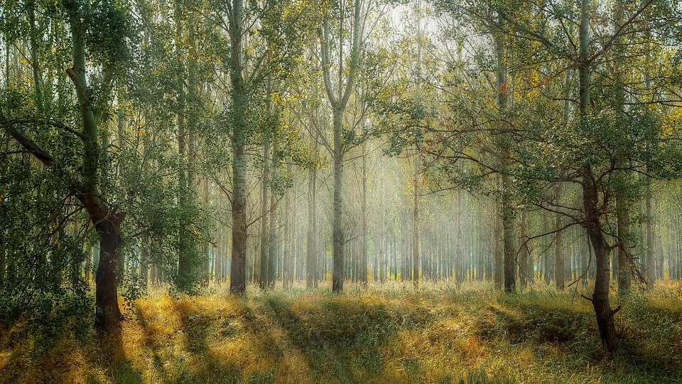 a forest area bathed in sunlight